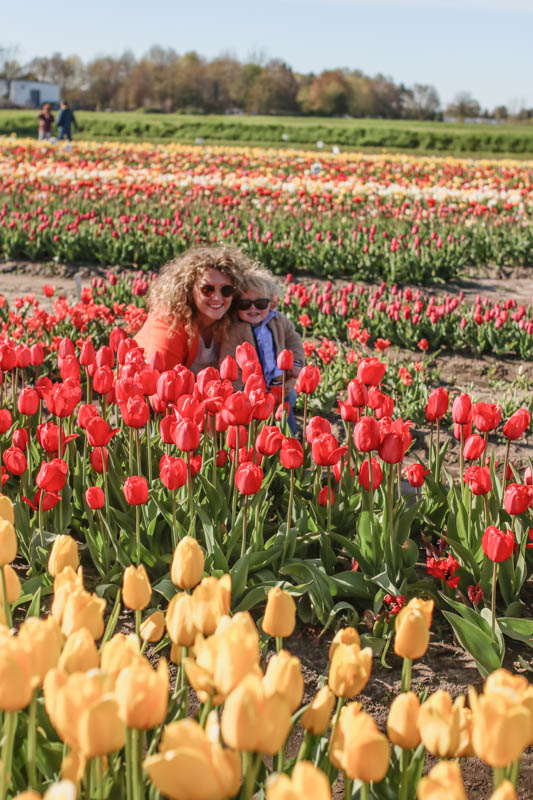 veldheers tulip farm holland michigan 