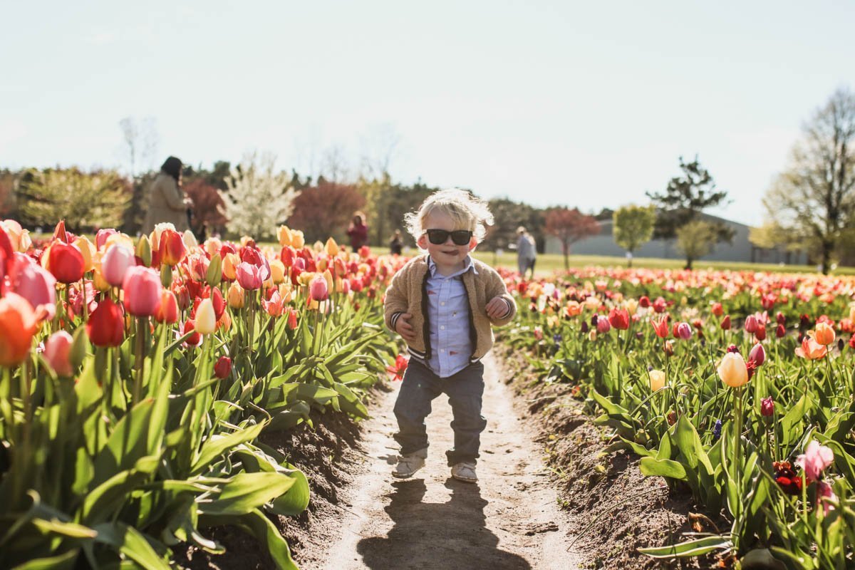 Toddler in the tulips