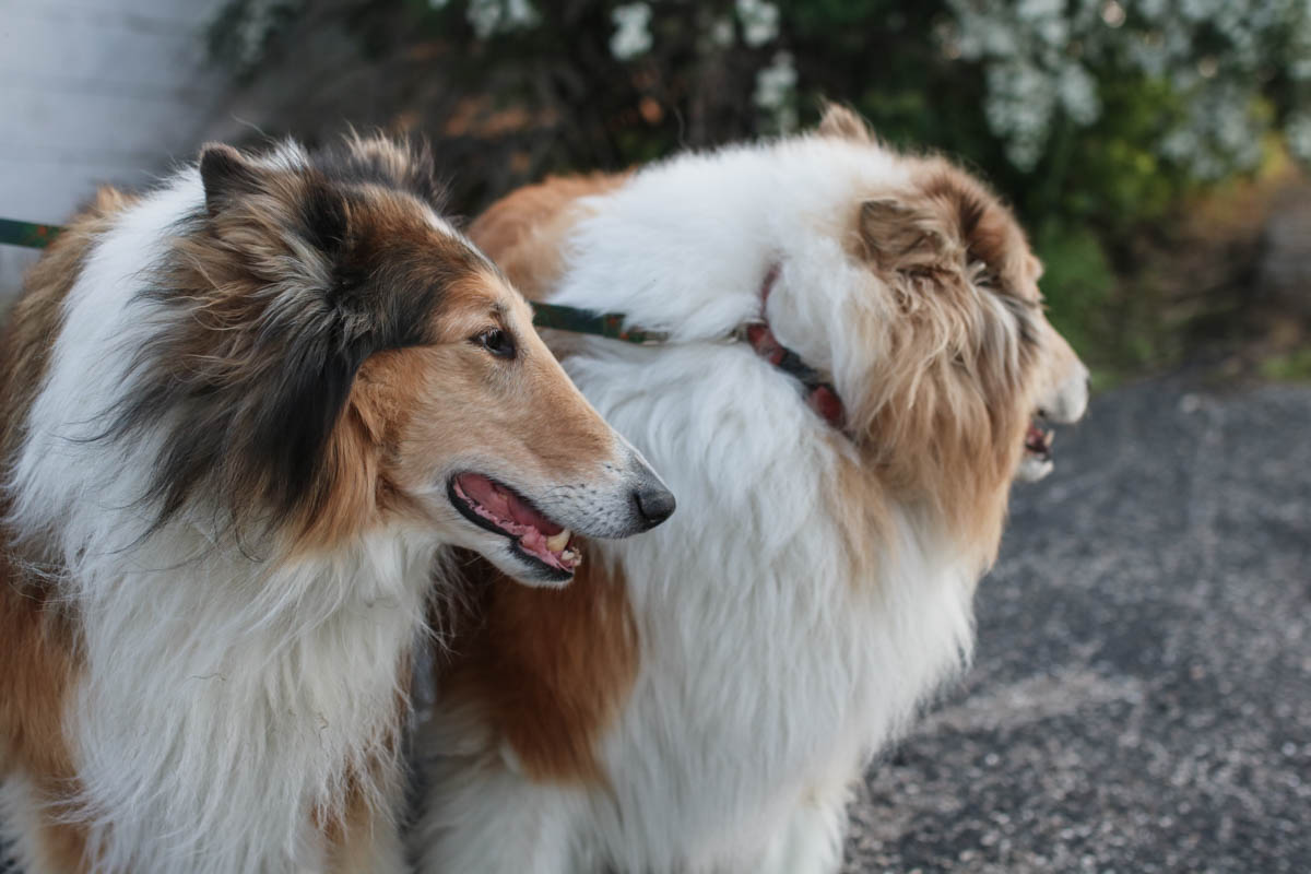 rough collie dogs