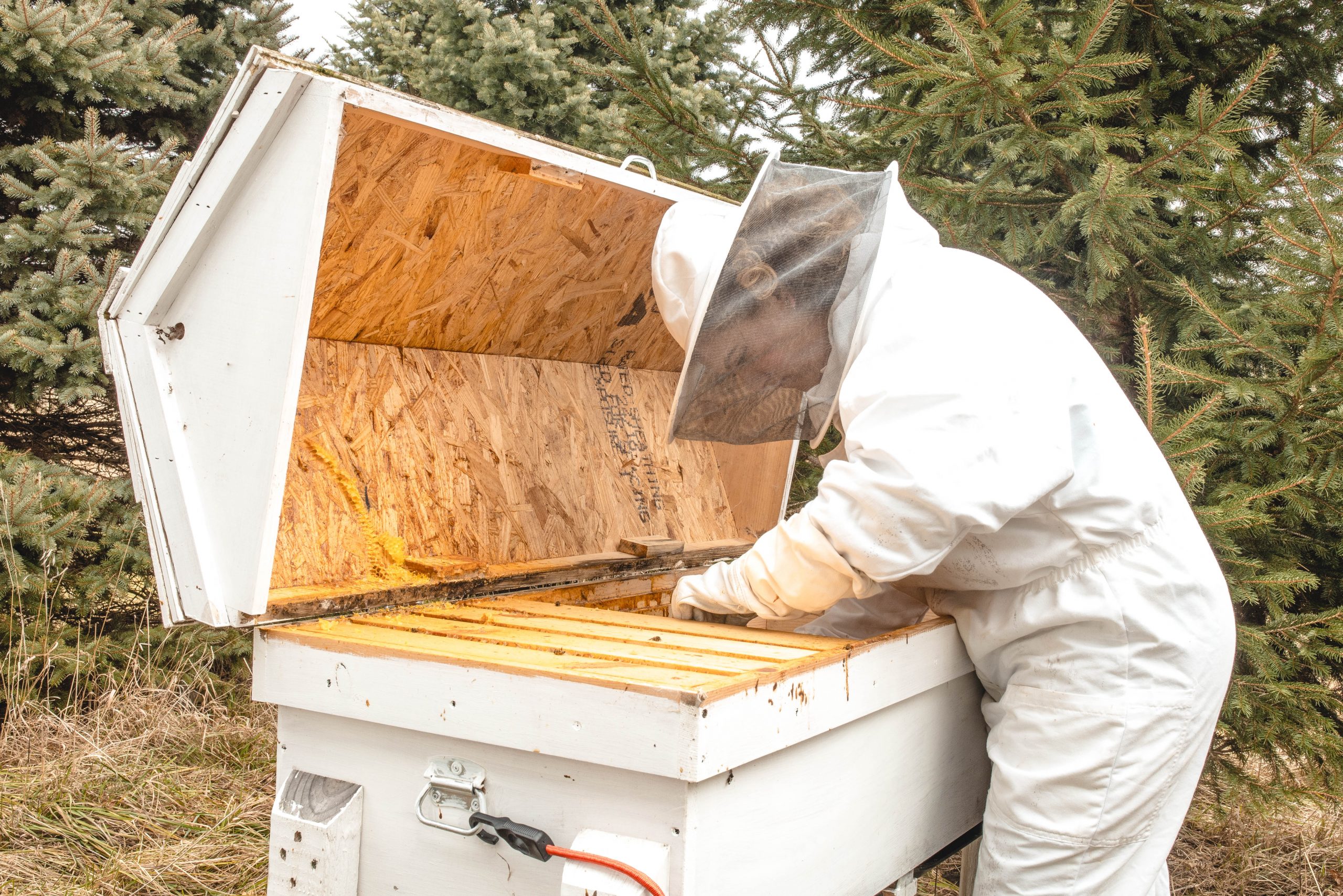 Michigan Winter Beekeeping 