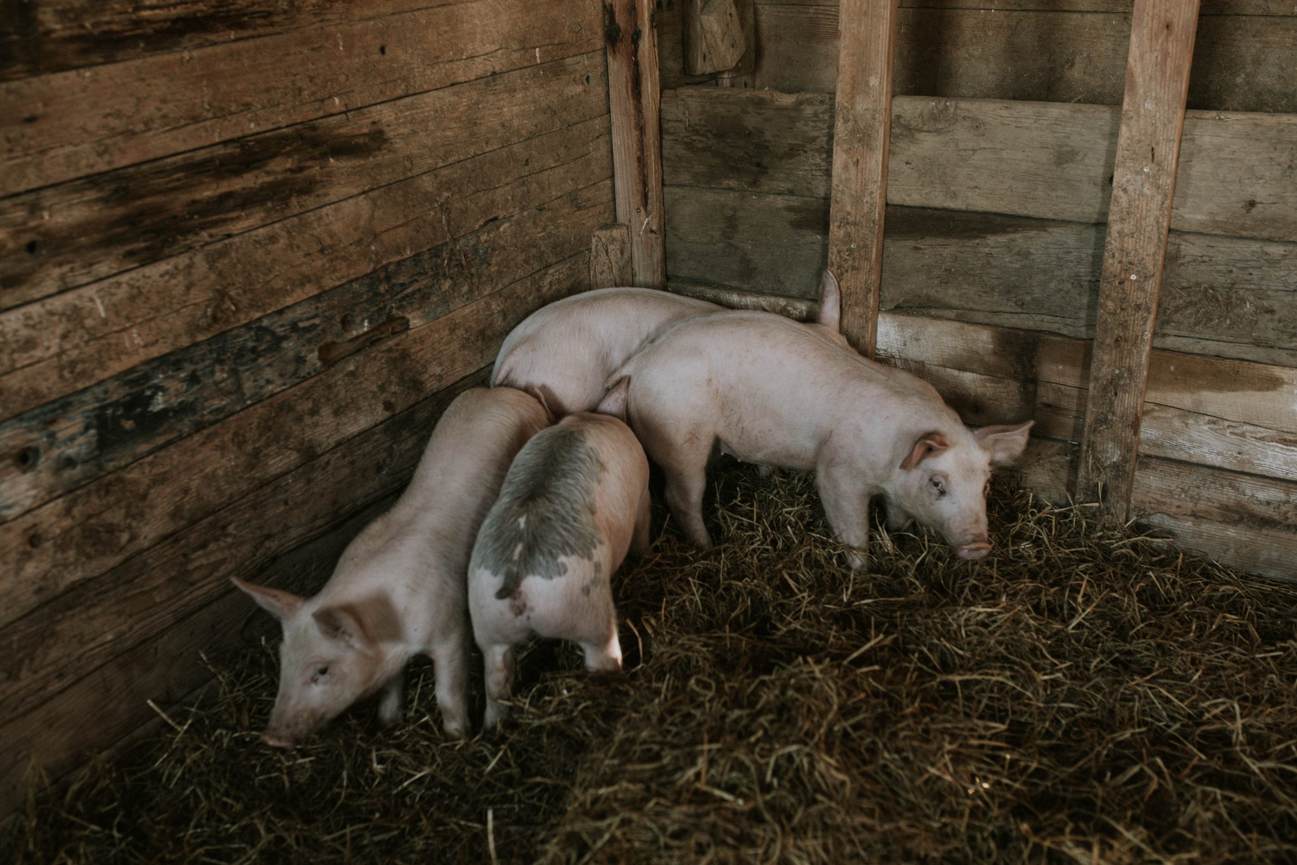 Feeder Pigs on a Hobby Farm