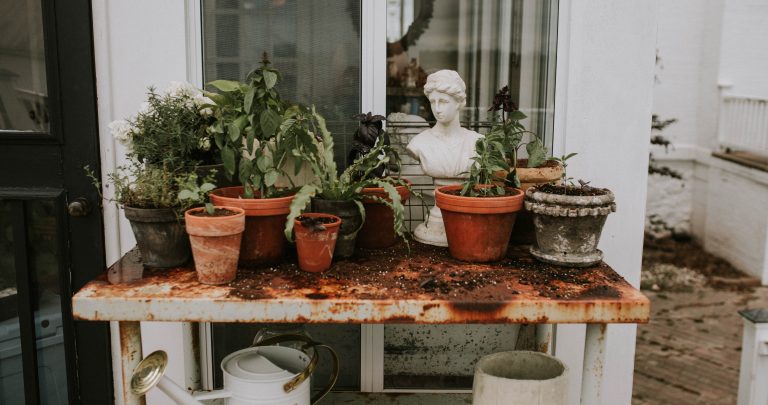 Pots of Basil