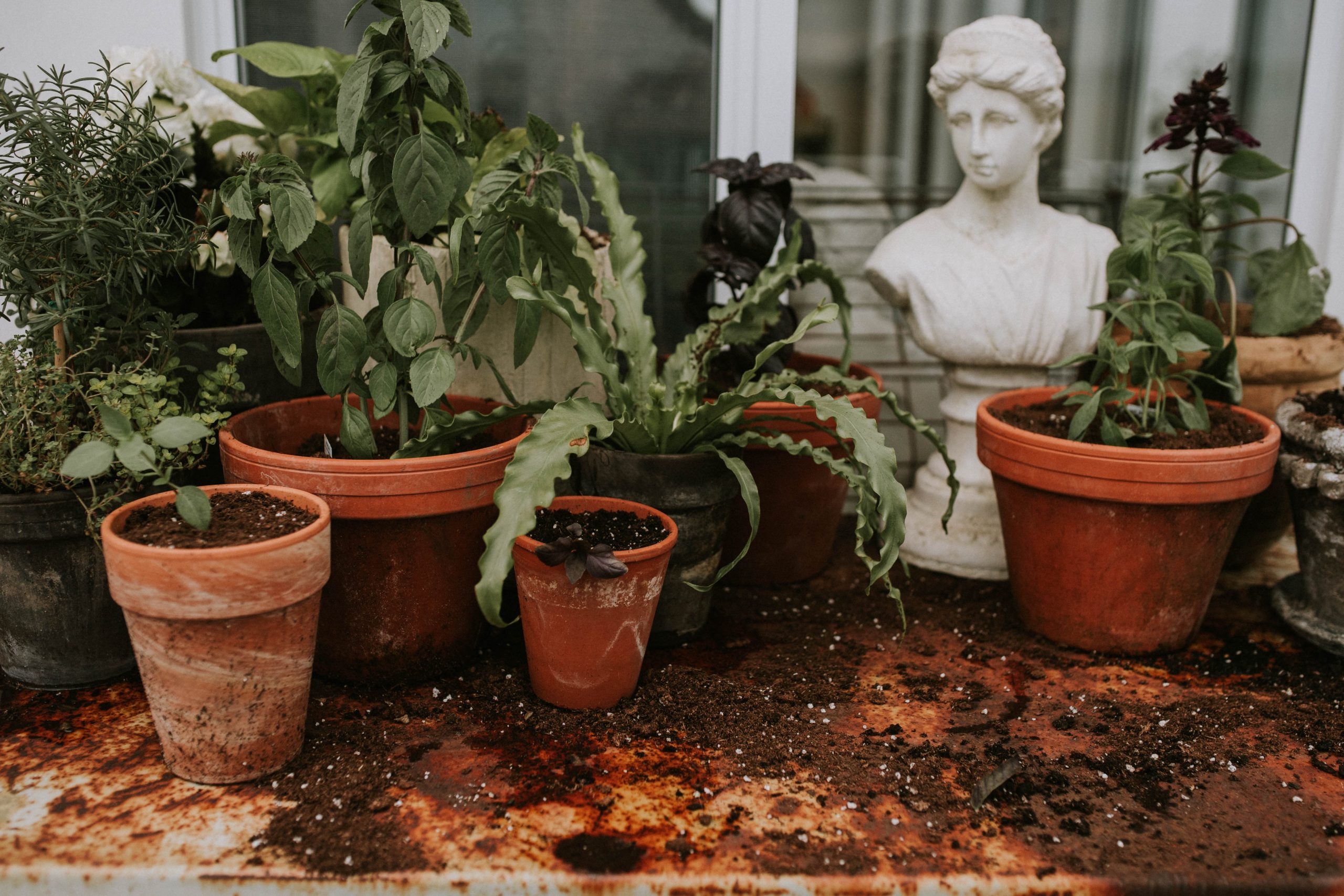Growing Basil in Pots