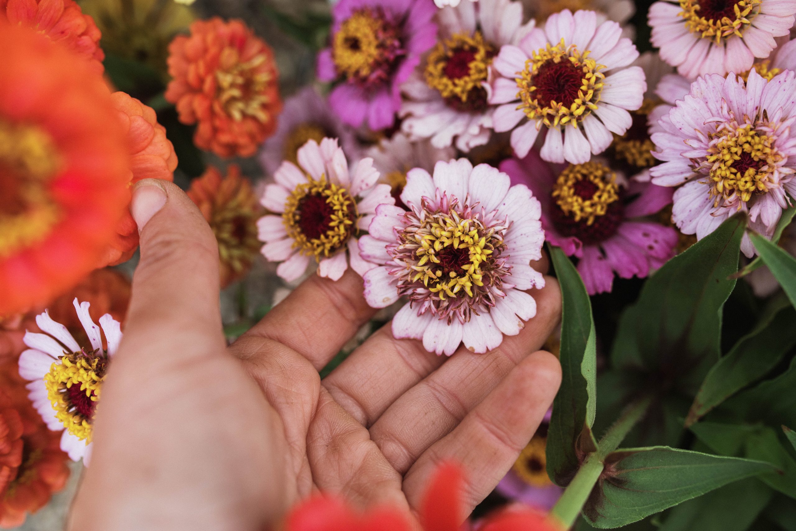 Button Zinnias from Floret Seed