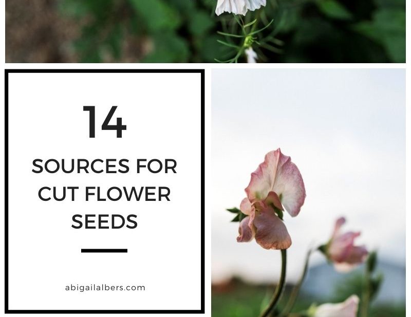 14 places to buy cut flower seeds