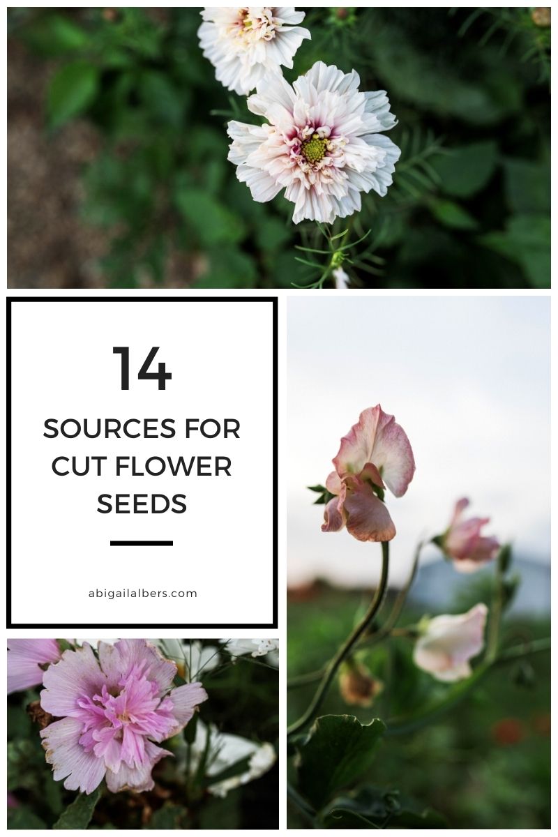 14 places to buy cut flower seeds