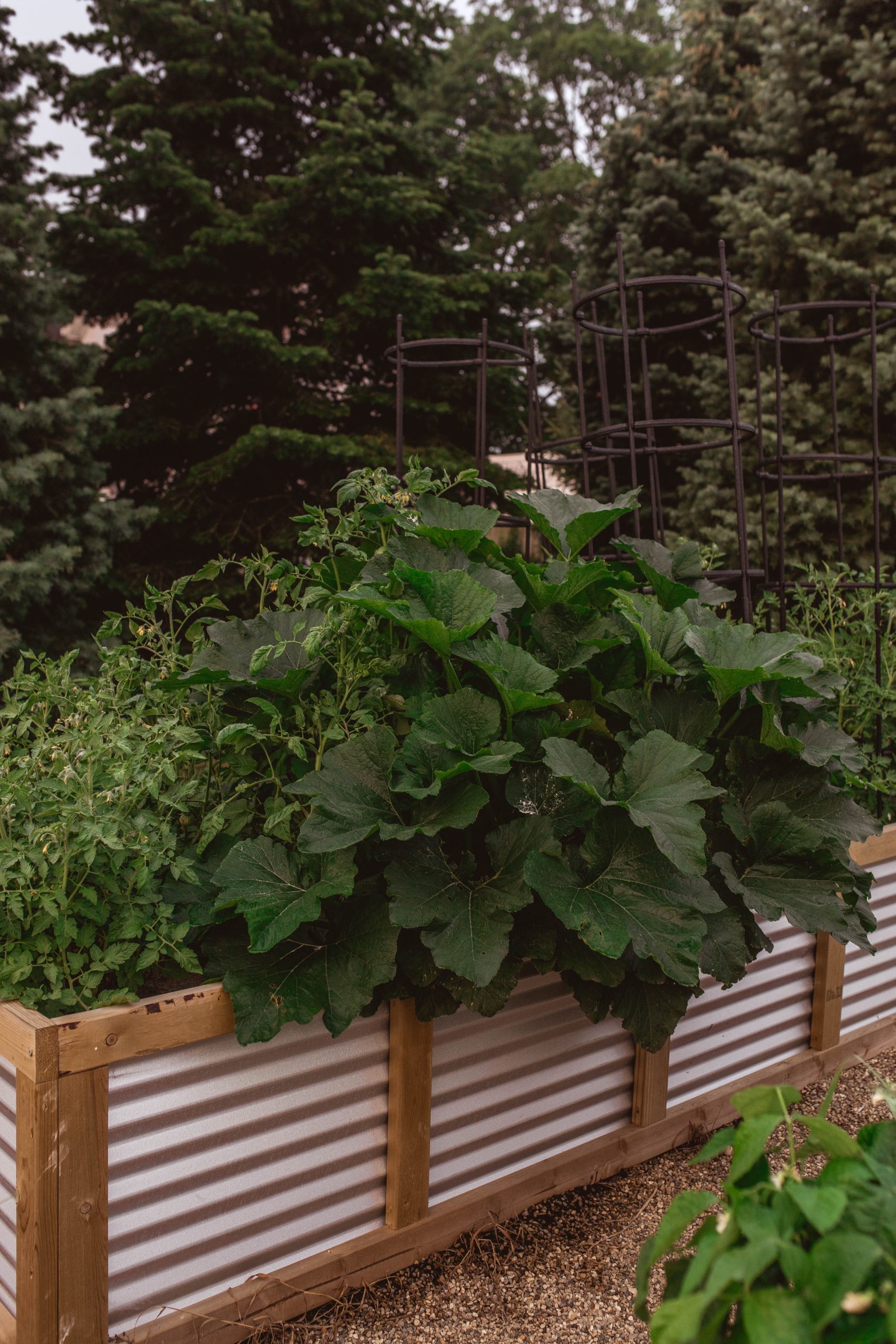 Growing Vegetables in Raised Garden Beds