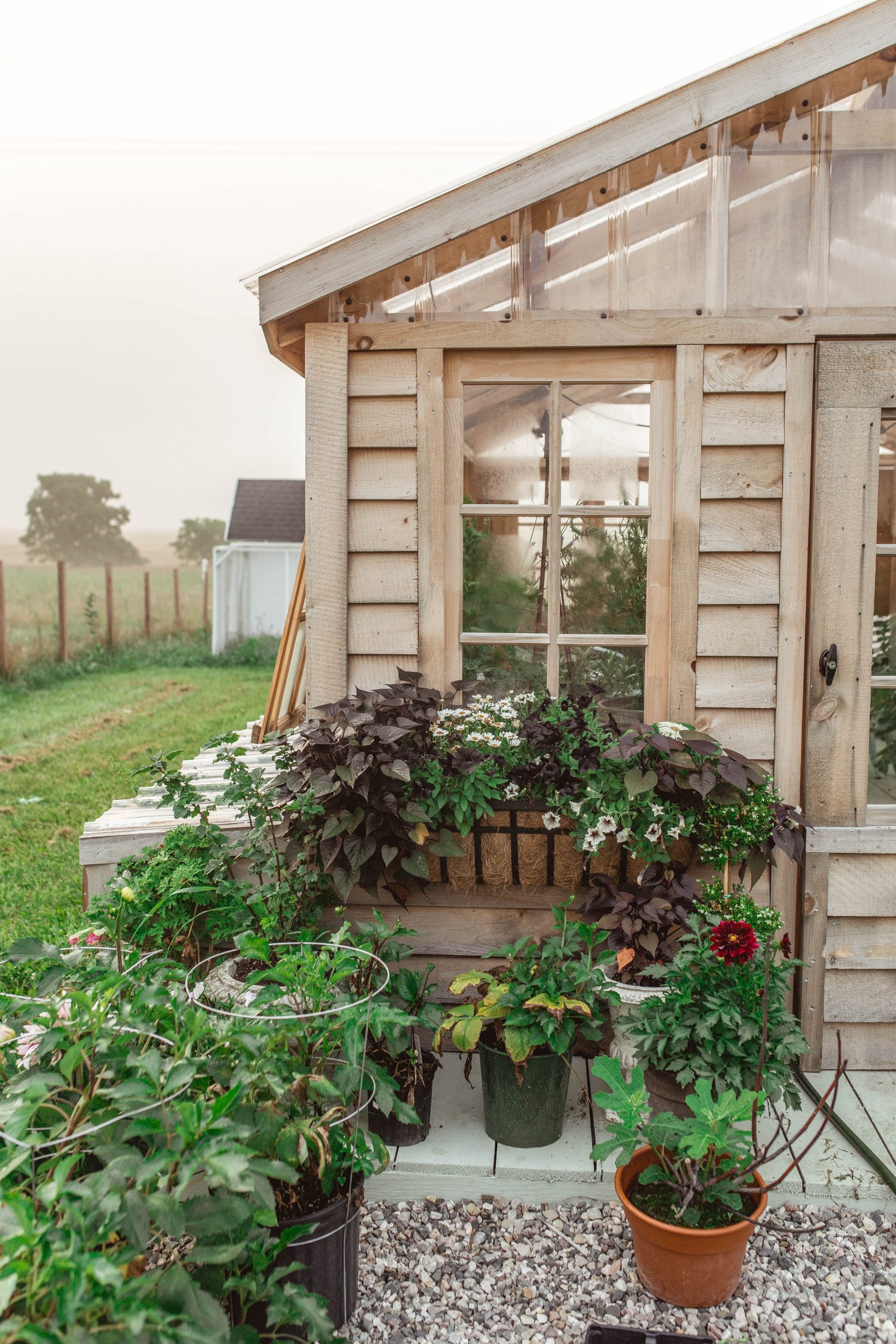 Amish greenhouse