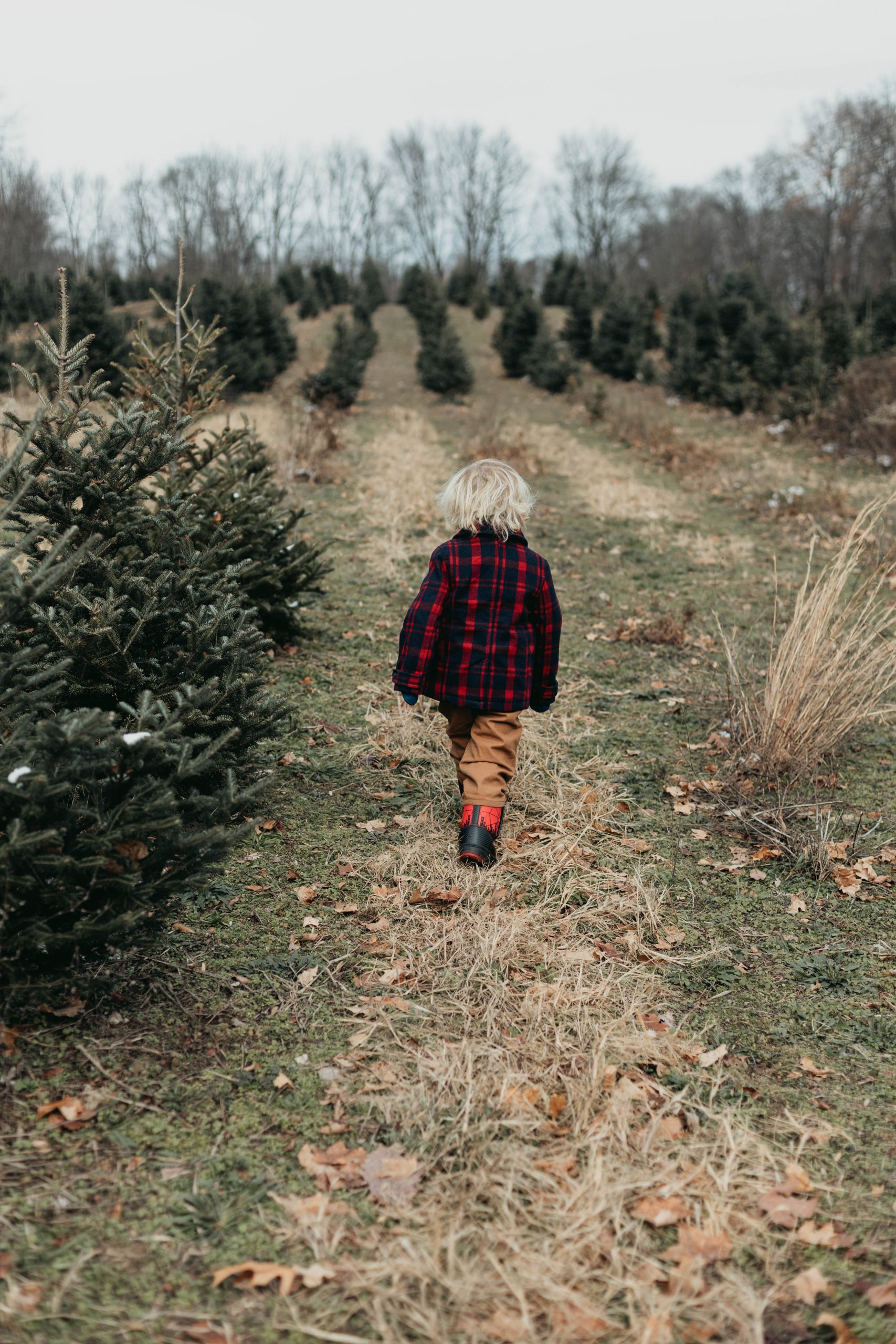 on the hunt for the perfect real tree for Christmas