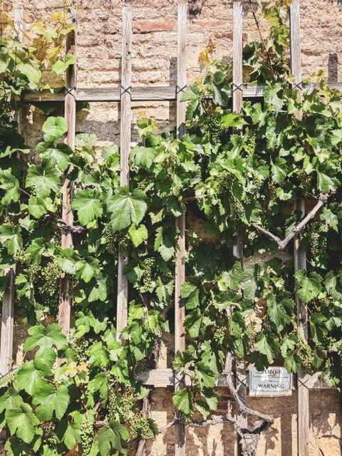 Castle Winery in Prague